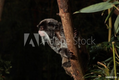 Picture of Tamarin empereur sur fond noir
